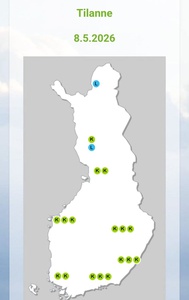 Allergiakausi käynnissä - koivun siitepölyä runsaasti