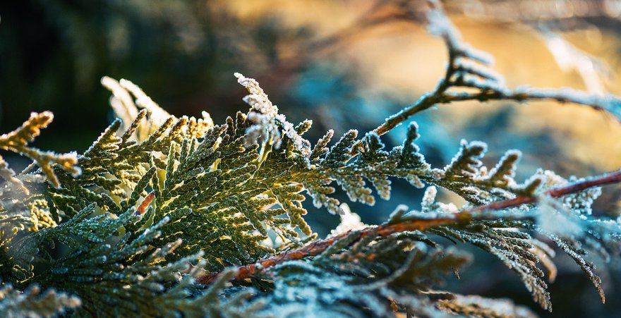 Tuijan oksa, joka on peittynyt kuuraan